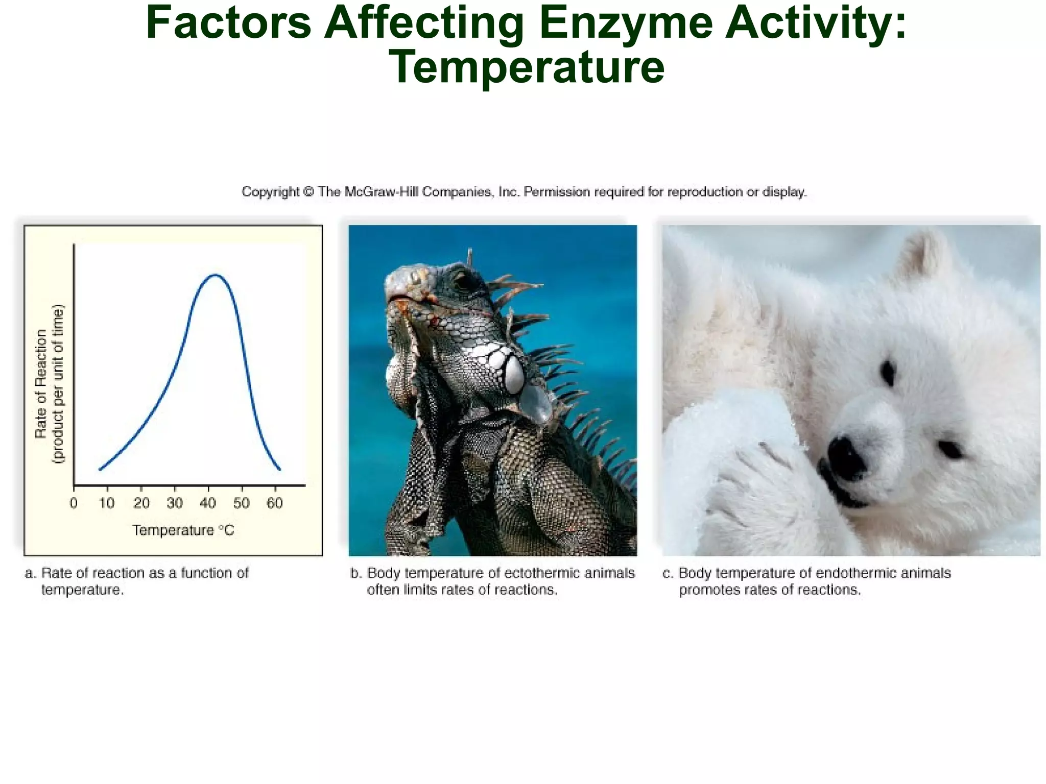 Factors Affecting Enzyme Activity:
Temperature
 