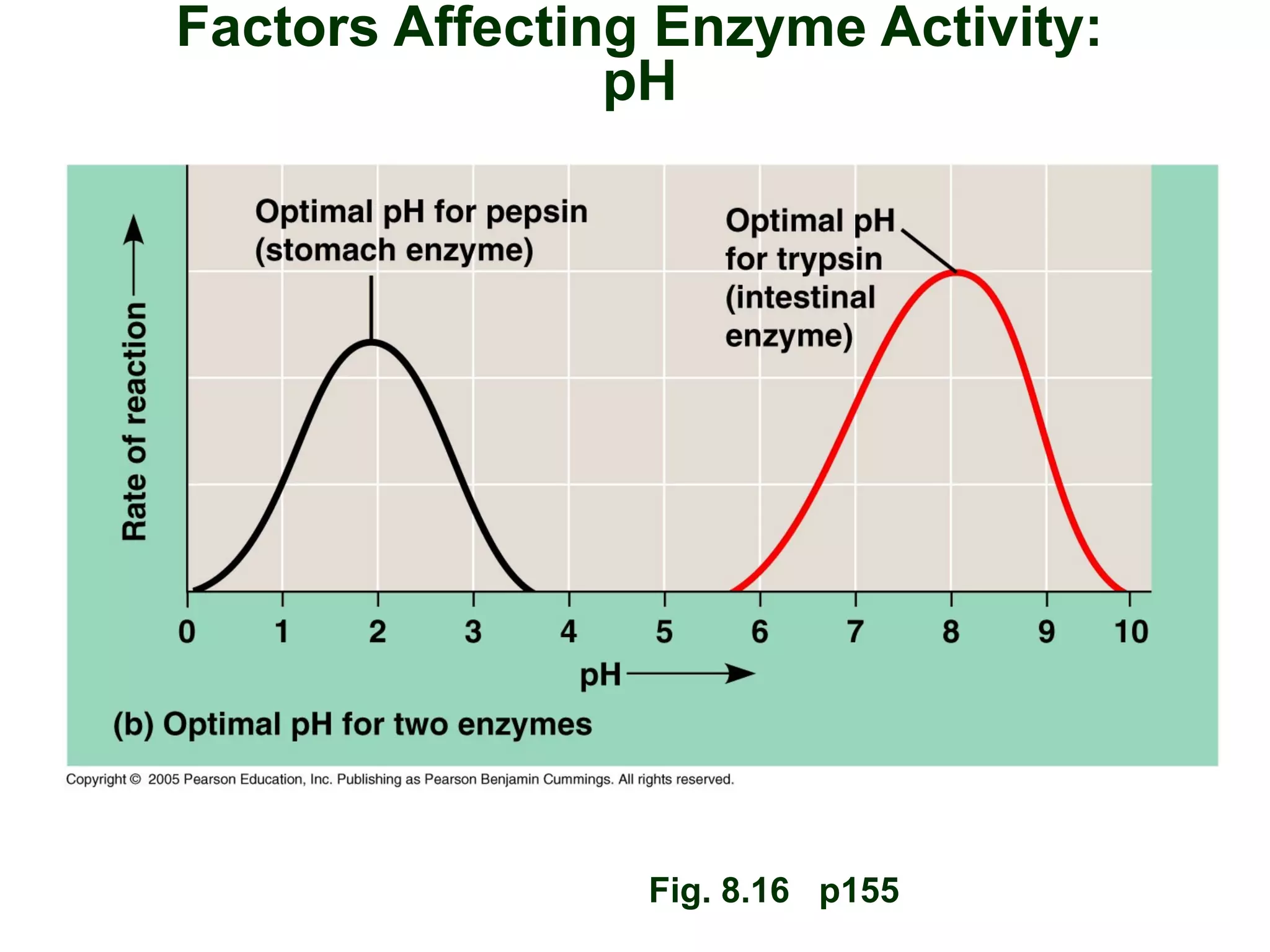 Factors Affecting Enzyme Activity:
pH
Fig. 8.16 p155
 