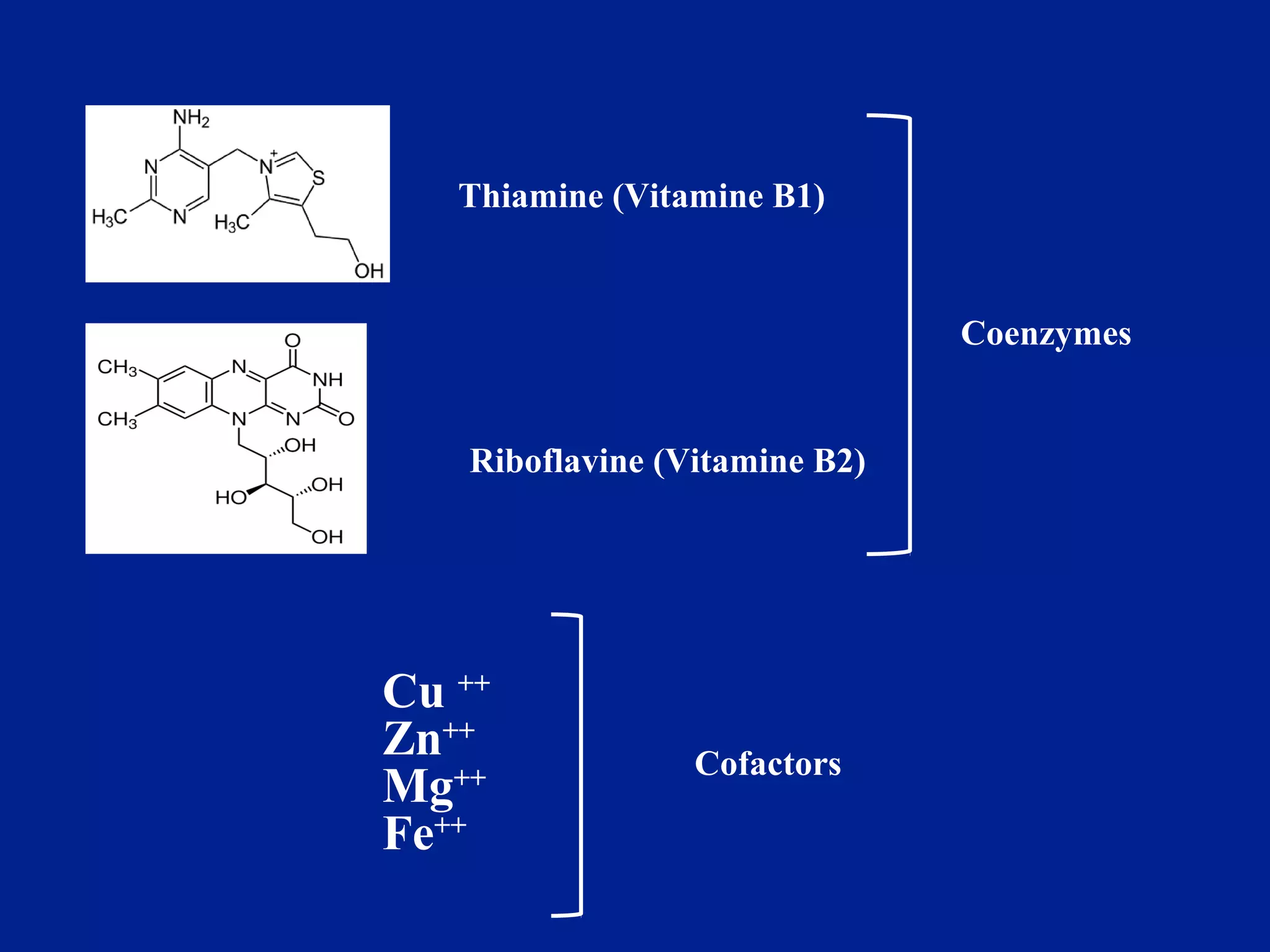 Thiamine (Vitamine B1)
Riboflavine (Vitamine B2)
Coenzymes
Cu ++
Zn++
Mg++
Fe++
Cofactors
 
