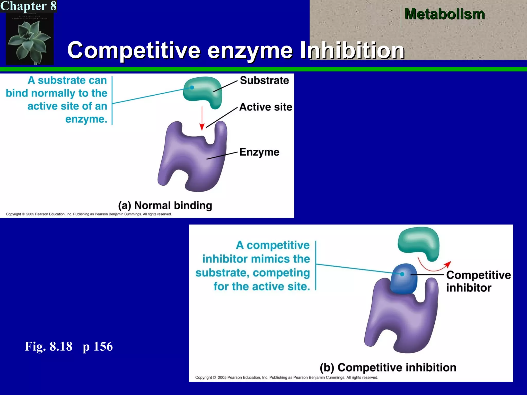 MetabolismMetabolism
Chapter 8
Competitive enzyme InhibitionCompetitive enzyme Inhibition
Fig. 8.18 p 156
 