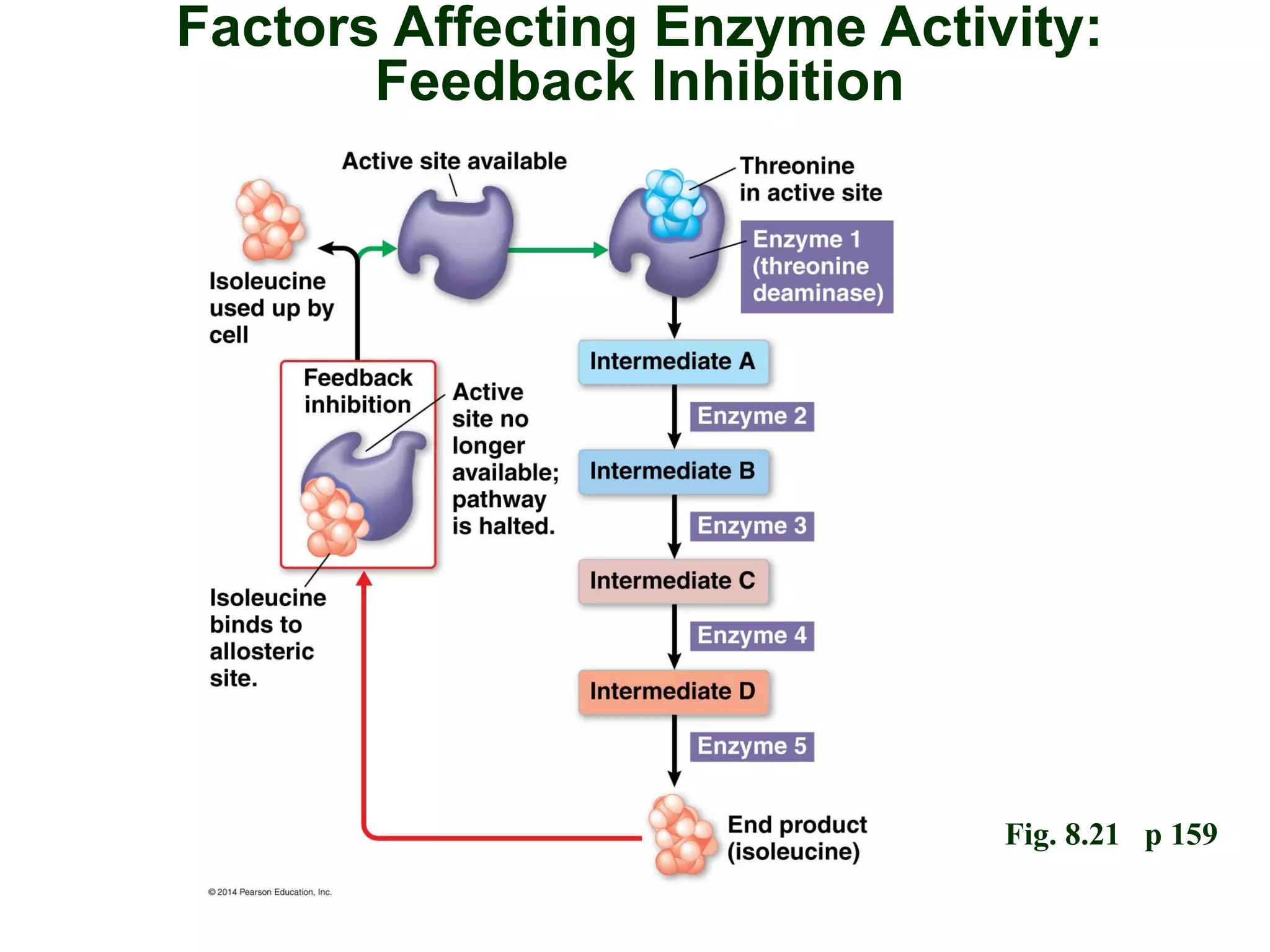 Factors Affecting Enzyme Activity:
Feedback Inhibition
Fig. 8.21 p 159
 