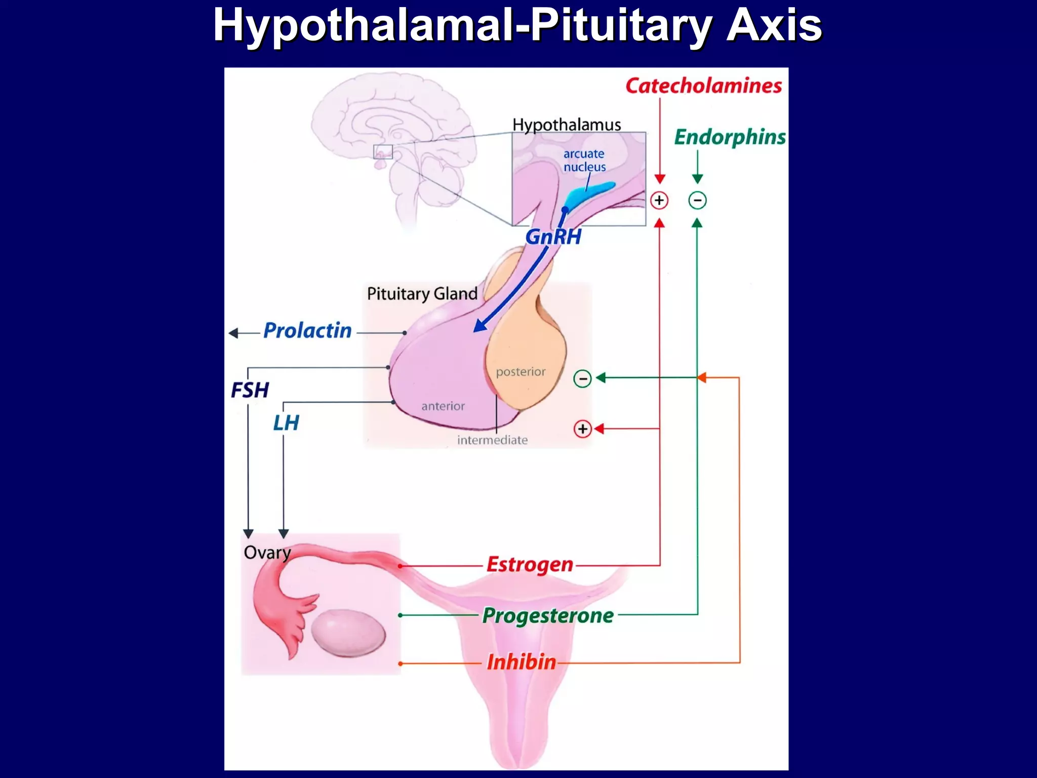 Hypothalamal-Pituitary AxisHypothalamal-Pituitary Axis
 