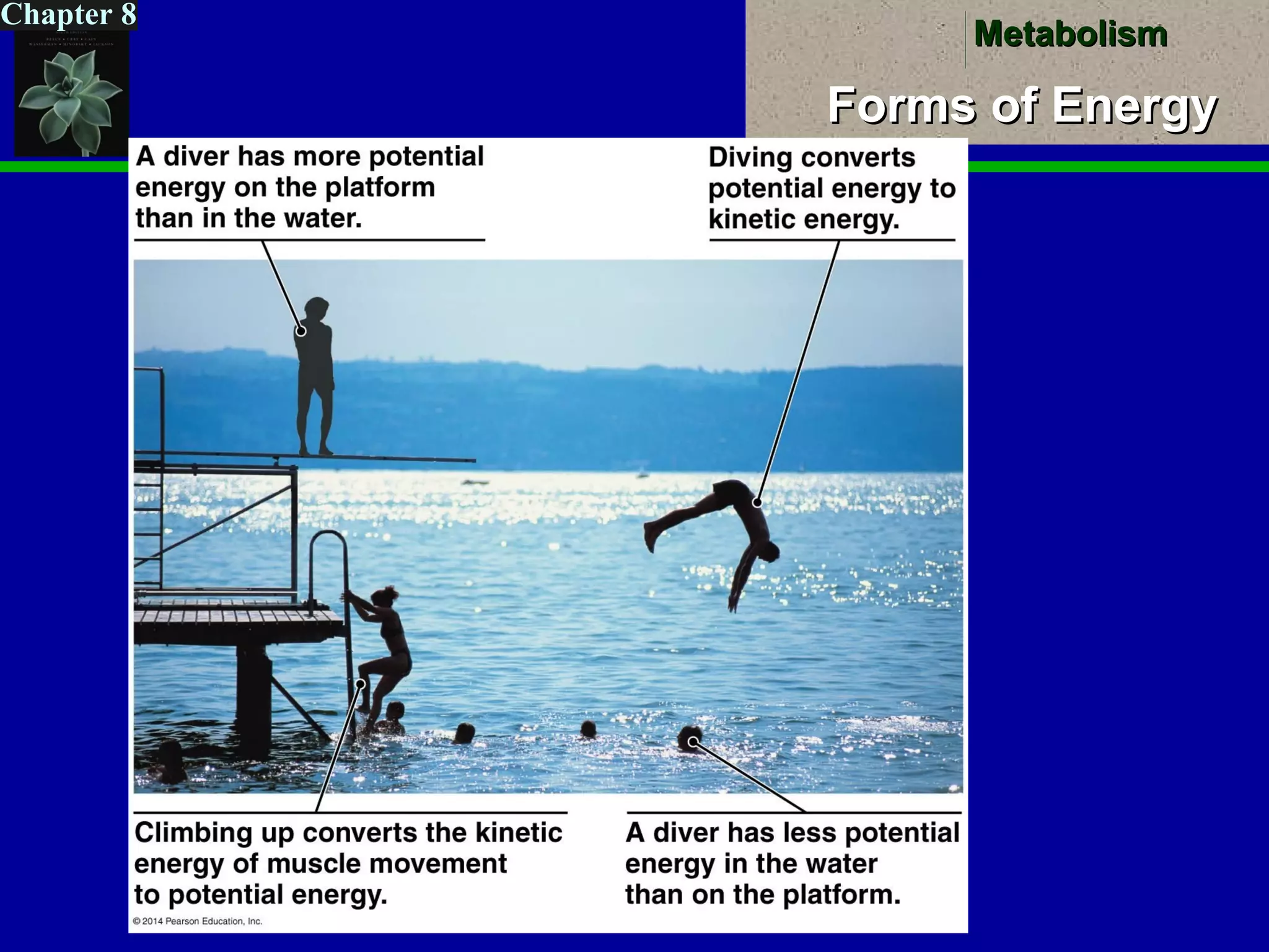 MetabolismMetabolism
Chapter 8
Forms of EnergyForms of Energy
 