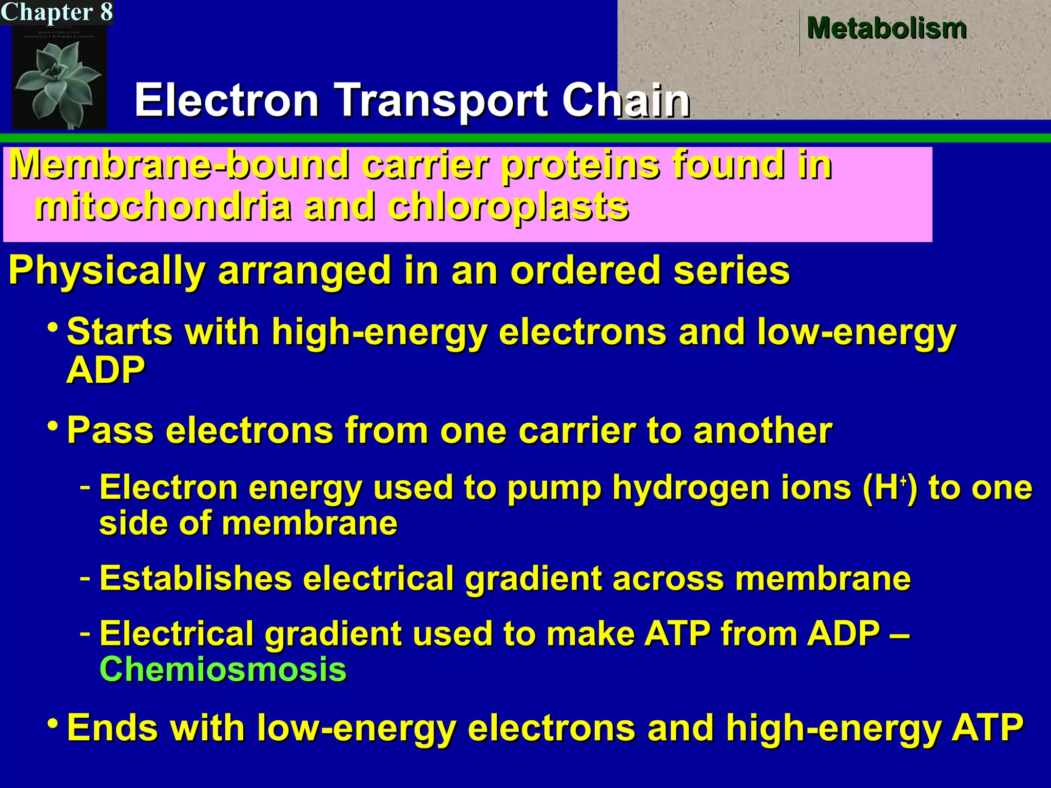 MetabolismMetabolism
Chapter 8
Electron Transport ChainElectron Transport Chain
Membrane-bound carrier proteins found inMembrane-bound carrier proteins found in
mitochondria and chloroplastsmitochondria and chloroplasts
Physically arranged in an ordered seriesPhysically arranged in an ordered series
 Starts with high-energy electrons and low-energyStarts with high-energy electrons and low-energy
ADPADP
 Pass electrons from one carrier to anotherPass electrons from one carrier to another
- Electron energy used to pump hydrogen ions (HElectron energy used to pump hydrogen ions (H++
) to one) to one
side of membraneside of membrane
- Establishes electrical gradient across membraneEstablishes electrical gradient across membrane
- Electrical gradient used to make ATP from ADP –Electrical gradient used to make ATP from ADP –
ChemiosmosisChemiosmosis
 Ends with low-energy electrons and high-energy ATPEnds with low-energy electrons and high-energy ATP
 
