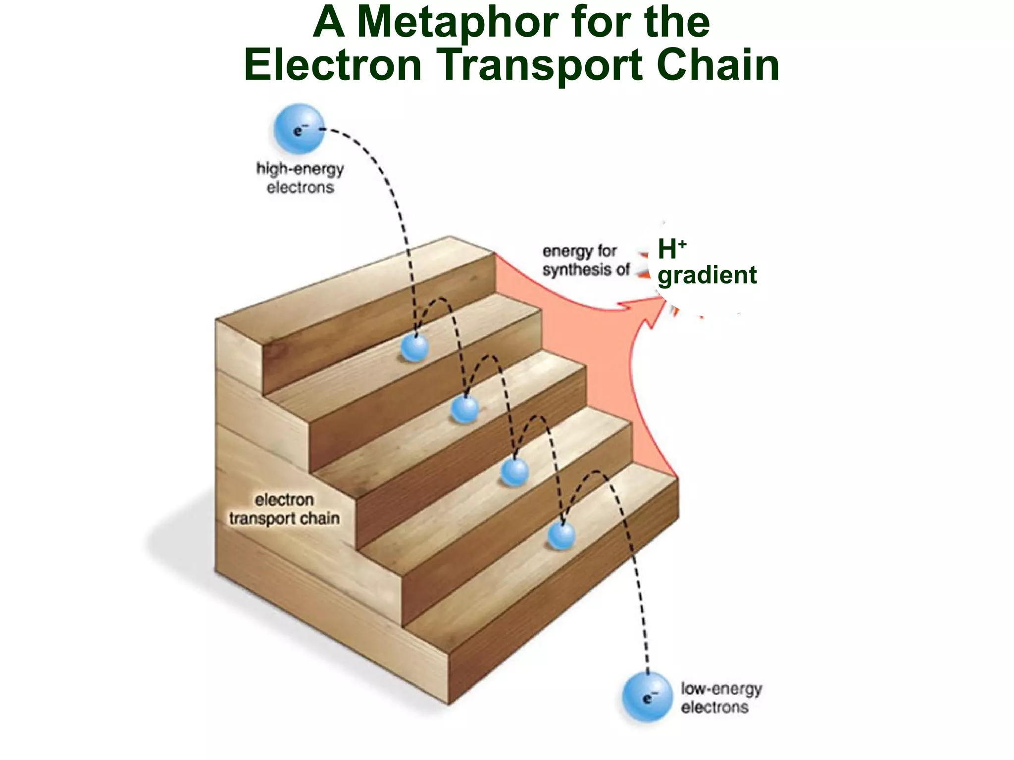 A Metaphor for the
Electron Transport Chain
H+
gradient
 