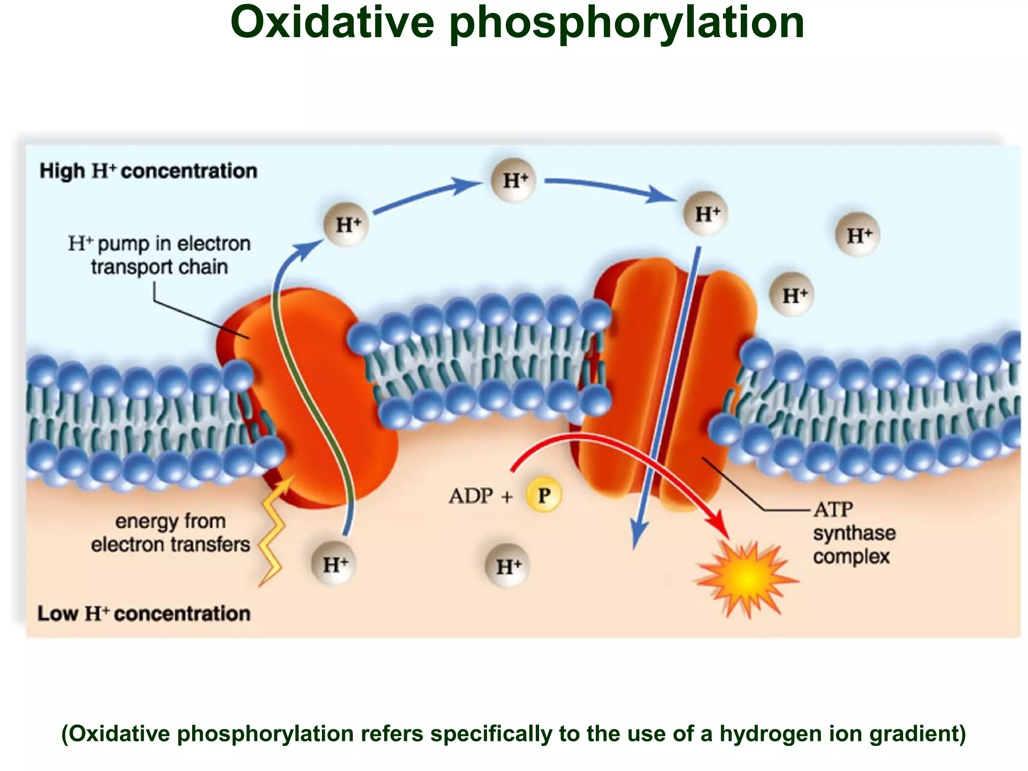 Oxidative phosphorylation
(Oxidative phosphorylation refers specifically to the use of a hydrogen ion gradient)
 