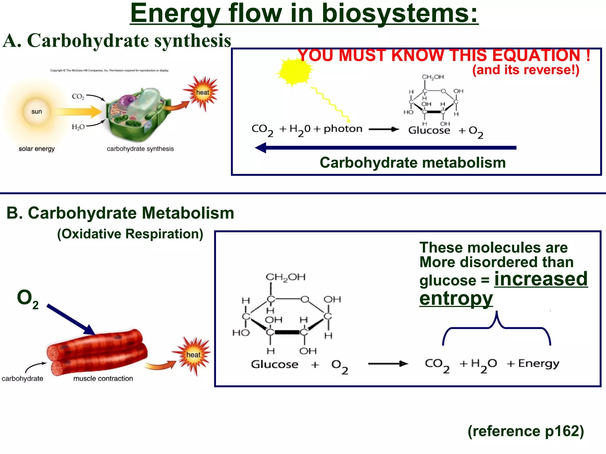 Energy flow in biosystems:
Carbohydrate metabolism
YOU MUST KNOW THIS EQUATION !
(and its reverse!)
A. Carbohydrate synthesis
B. Carbohydrate Metabolism
(Oxidative Respiration)
O2
These molecules are
More disordered than
glucose = increased
entropy
(reference p162)
 