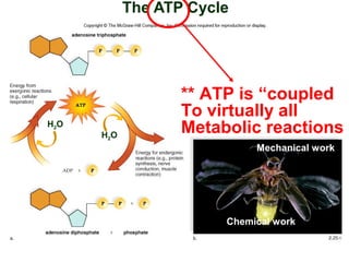 Chapter 08 An Introduction to Metabolism | PPT