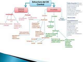 Estructura del SN
Central
Médula
Espinal
Encéfalo
morfología
Termina en la
L12
Envía ramificaciones
Laterales
Ubicación
inversa de la
materia gris y
blanca
Fisiología
Envía impulso
sensitivos
Envía impulsos
motores
Cerebro
Cerebelo
Tronco
EncefálicoMorfología
Presenta dos
hemisferios
unidos por un
cuerpo calloso
Posee una
Sustancia gris y
una sustancia
blanca
tiene lóbulos
Temporal
frontal
Occipital
parietal
Están presentes
estructuras como
•Hipotálamo
•Tálamo
•Hipocampo
Fisiología
Actividades
motoras
Morfología
Se ubica en la parte
superior e inferior
del cráneo
Tiene forma de
elipsoide aplanado en
sentido vertical
Posee un lóbulo
medio dos
laterales
llamados
hemisferios
cerebelosos
•Bulbo Raquídeo:Situado
entre la médula espinal y
la protuberancia, el
bulbo raquídeo
(mielencéfalo)
constituye en realidad
una extensión, en forma
de pirámide, de la
médula espinal.
•Mesencéfalo
•La protuberancia
anular:Consiste en fibras
nerviosas blancas
transversales y
longitudinales
entrelazadas, que
forman una red
compleja unida al
cerebelo por los
pedúnculos cerebelosos
medios.
 