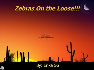 Zebras On the Loose!!! By: Erika 5G 