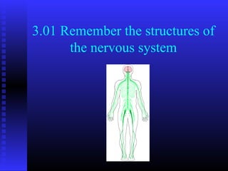 3.01 Remember the structures of
      the nervous system
 