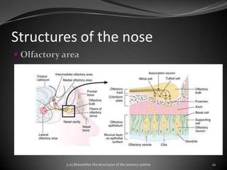 Structures of the Sensory System | PPTX