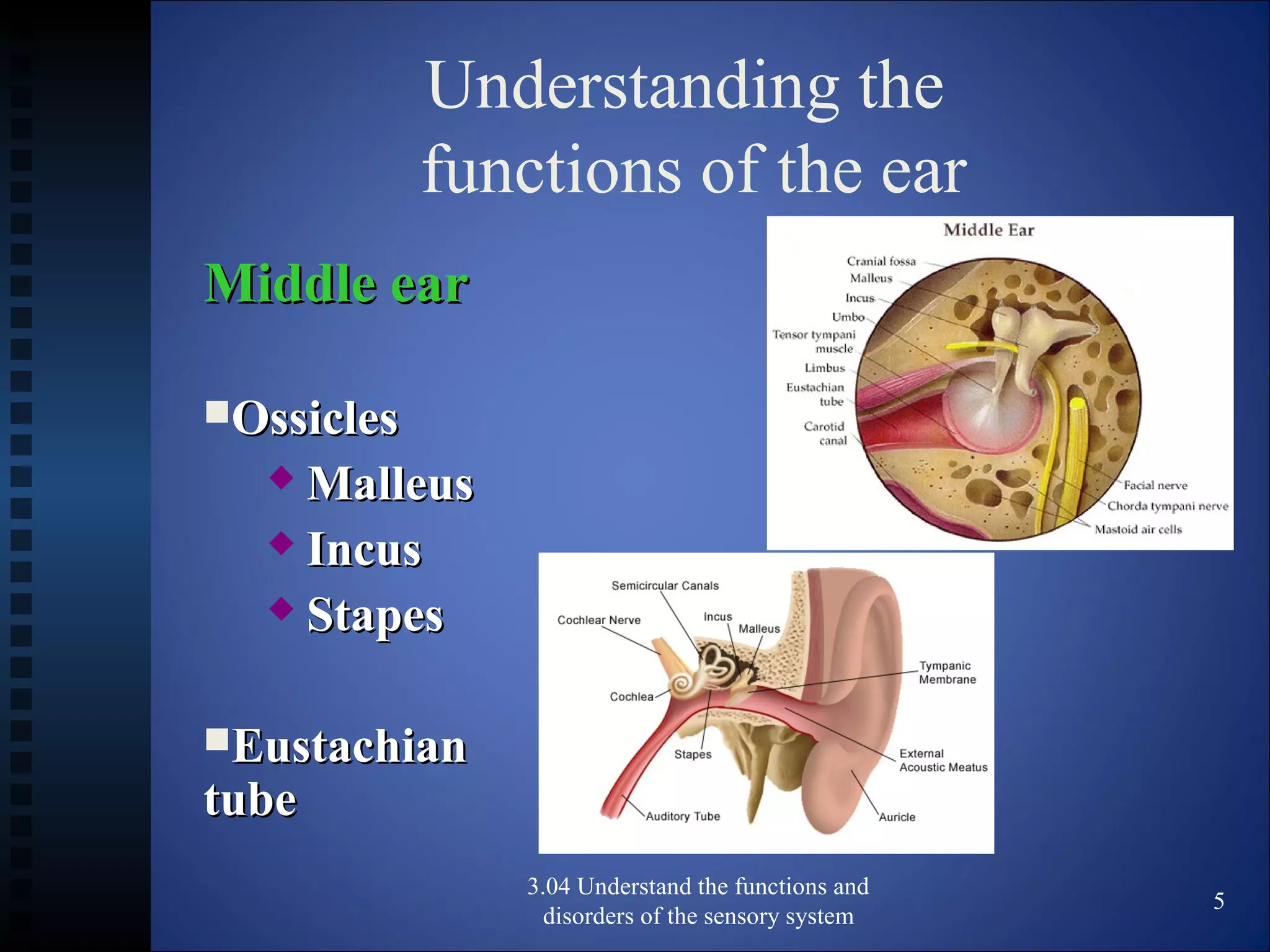 Understanding the
functions of the ear
Middle earMiddle ear
OssiclesOssicles
 MalleusMalleus
 IncusIncus
 StapesStapes
EustachianEustachian
tubetube
3.04 Understand the functions and
disorders of the sensory system
5
 