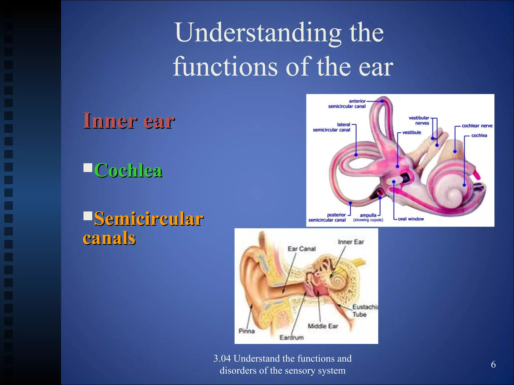 Understanding the
functions of the ear
Inner earInner ear
CochleaCochlea
SemicircularSemicircular
canalscanals
3.04 Understand the functions and
disorders of the sensory system
6
 