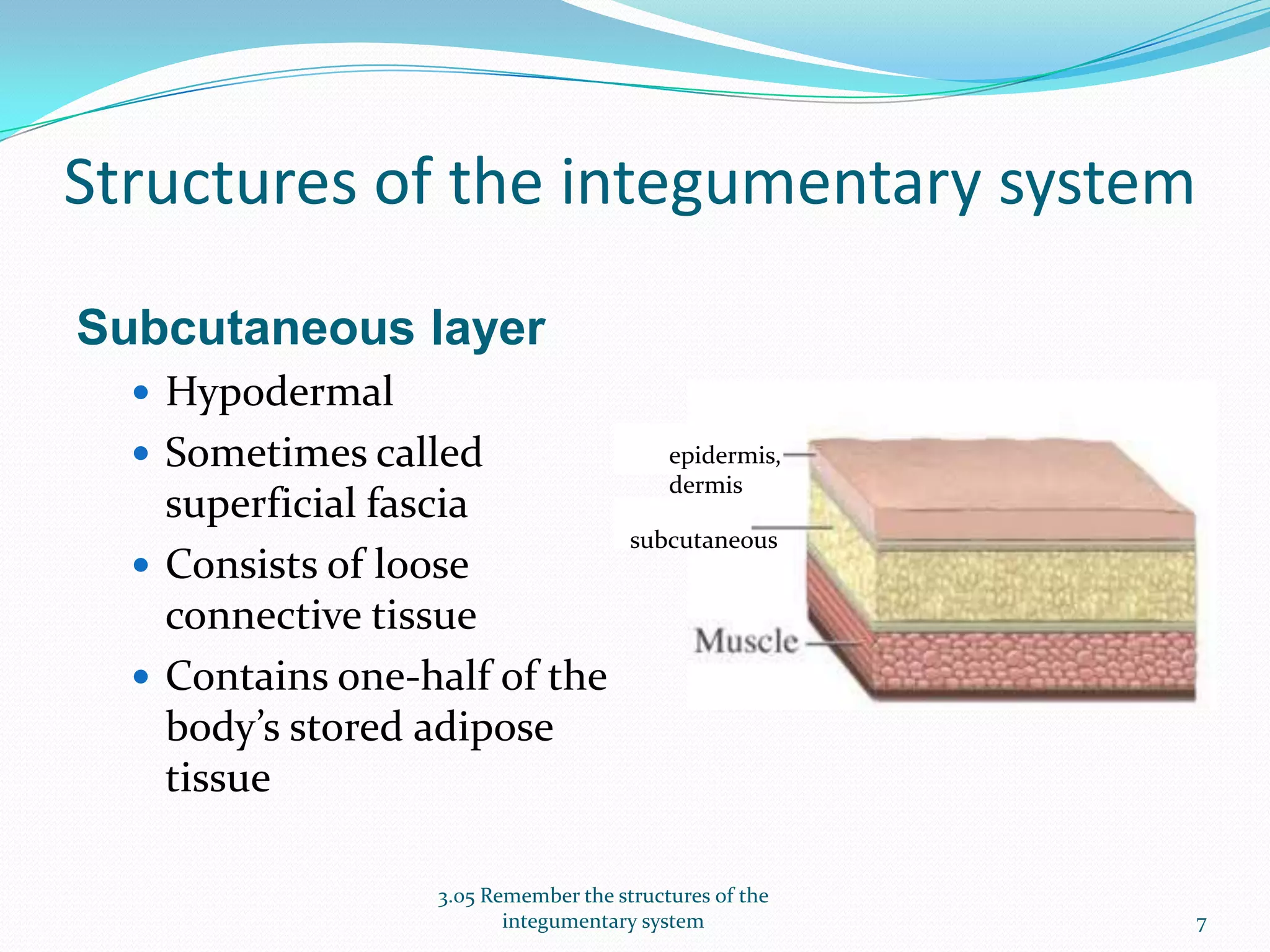 Structures of the Integumentary System | PPTX