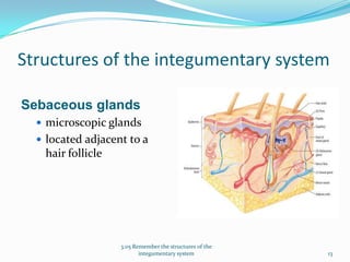Integumentary System Glands