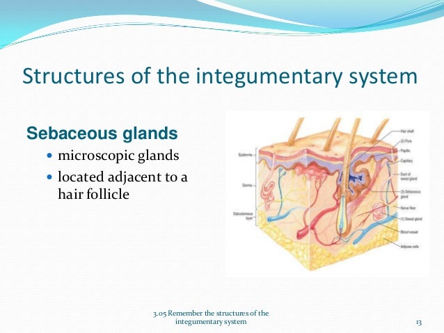Structures of the Integumentary System