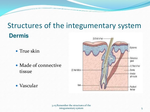 Structures of the Integumentary System