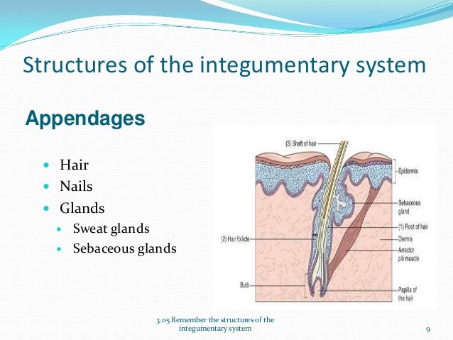 Structures of the Integumentary System