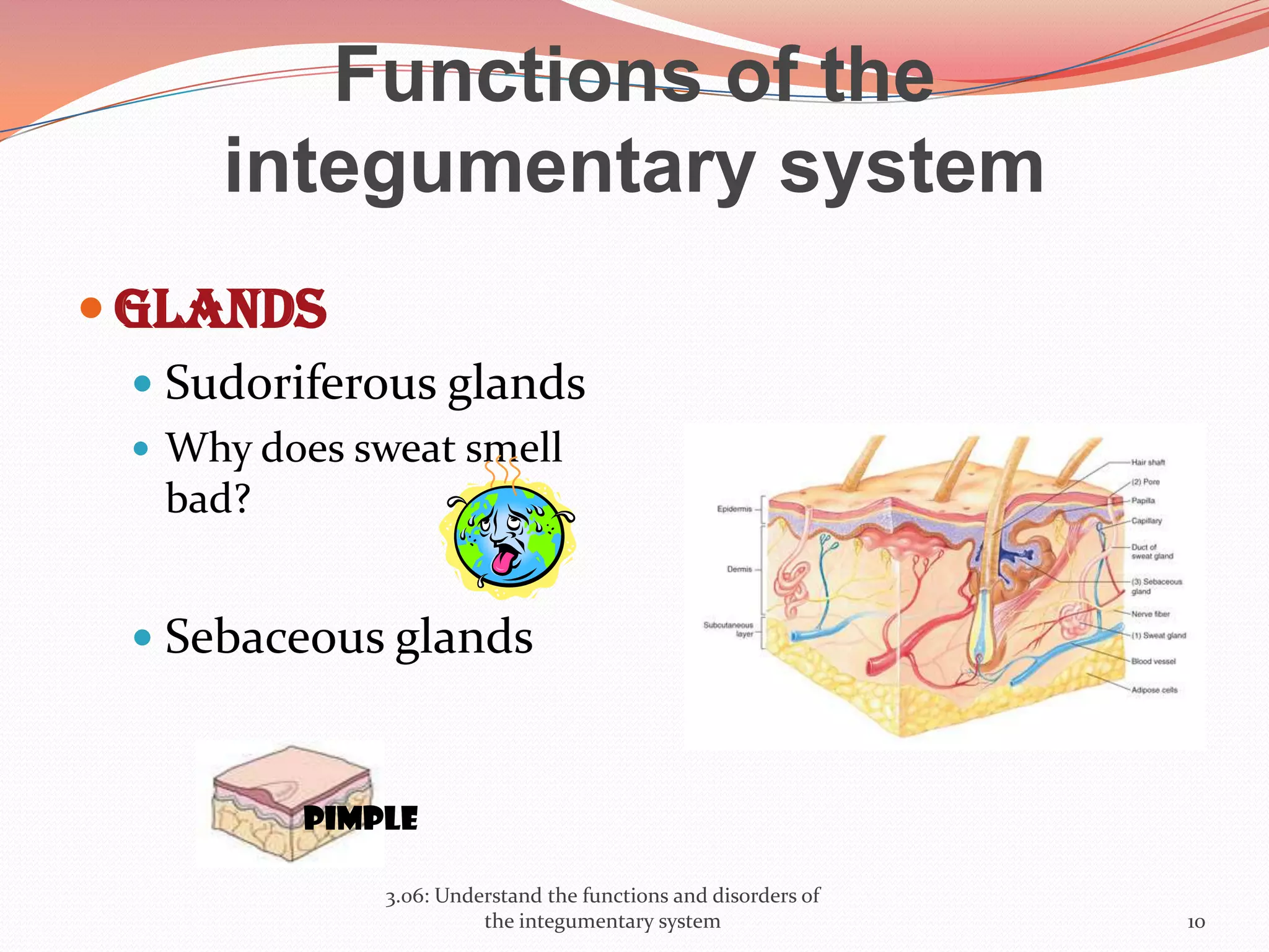 Functions of the
integumentary system
 Glands
 Sudoriferous glands
 Why does sweat smell
bad?
 Sebaceous glands
3.06: Understand the functions and disorders of
the integumentary system 10
Pimple
 
