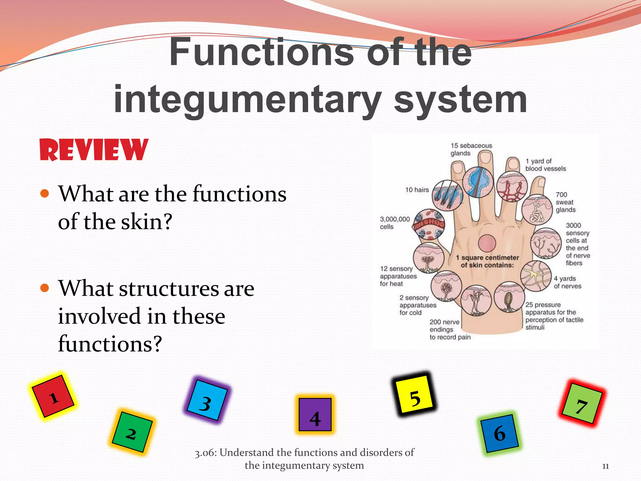 Functions of the
integumentary system
 What are the functions
of the skin?
 What structures are
involved in these
functions?
3.06: Understand the functions and disorders of
the integumentary system 11
4
review
 