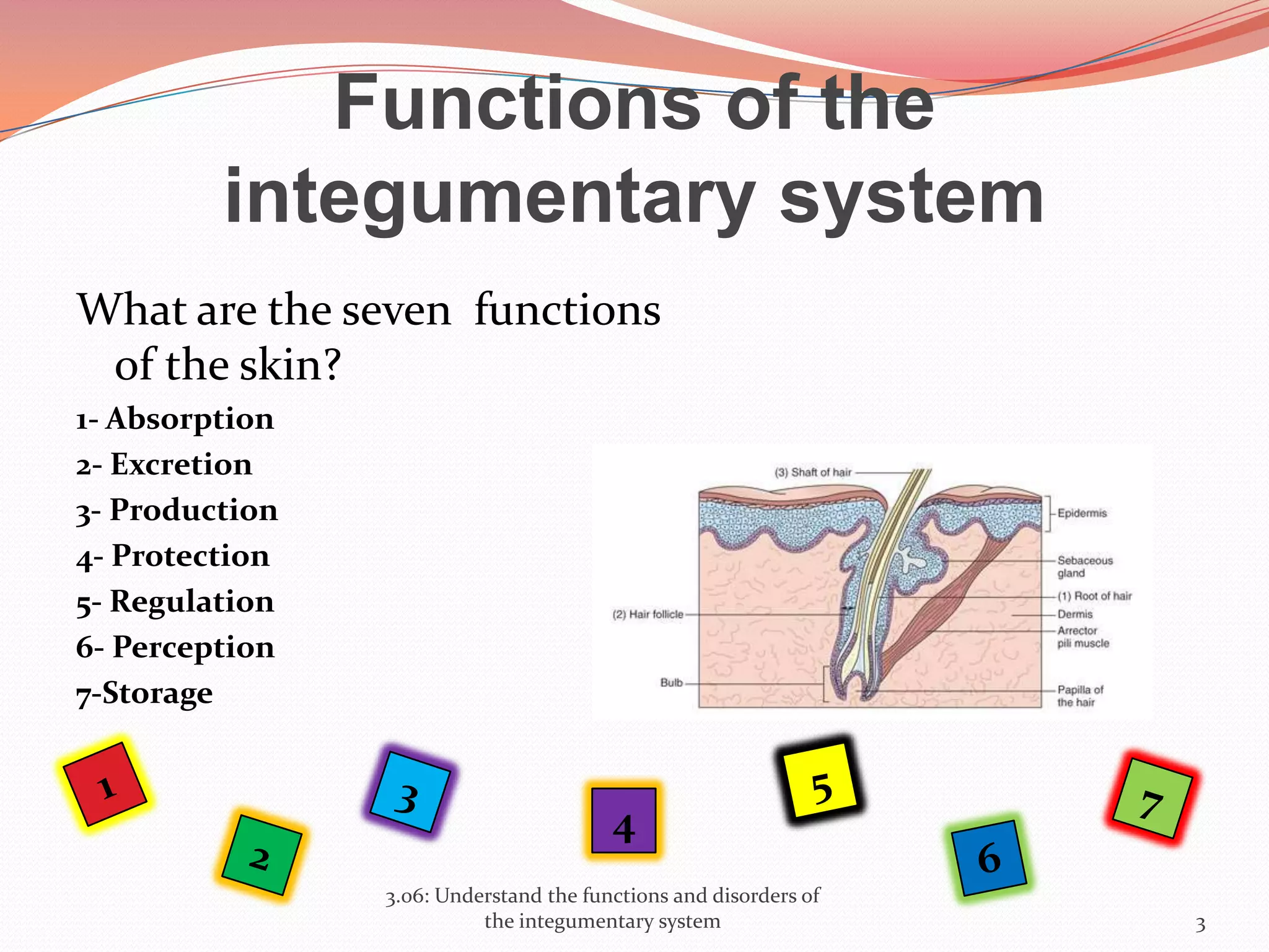 Functions of the
integumentary system
What are the seven functions
of the skin?
1- Absorption
2- Excretion
3- Production
4- Protection
5- Regulation
6- Perception
7-Storage
3.06: Understand the functions and disorders of
the integumentary system 3
4
 
