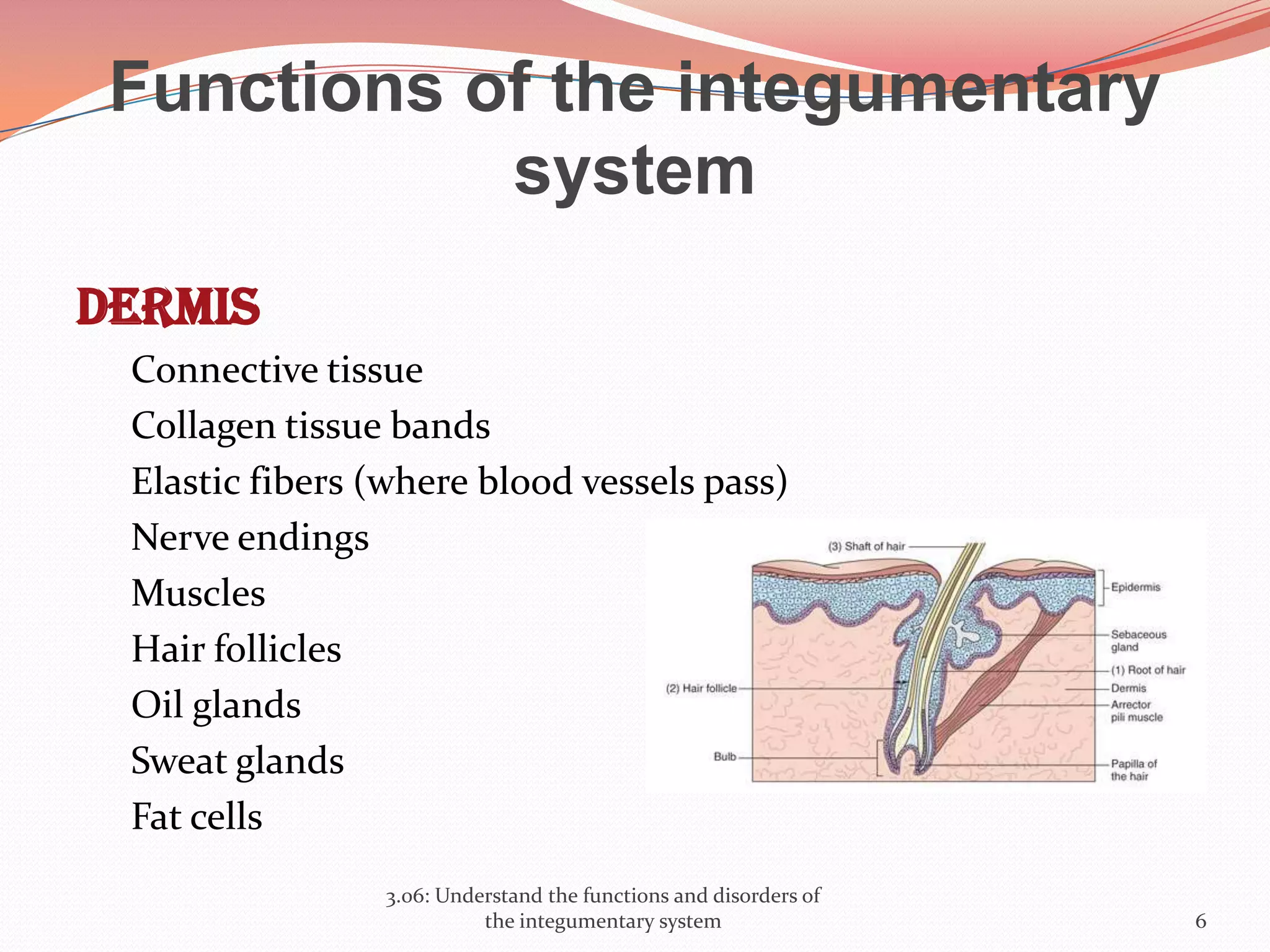 Functions of the integumentary
system
Dermis
Connective tissue
Collagen tissue bands
Elastic fibers (where blood vessels pass)
Nerve endings
Muscles
Hair follicles
Oil glands
Sweat glands
Fat cells
3.06: Understand the functions and disorders of
the integumentary system 6
 