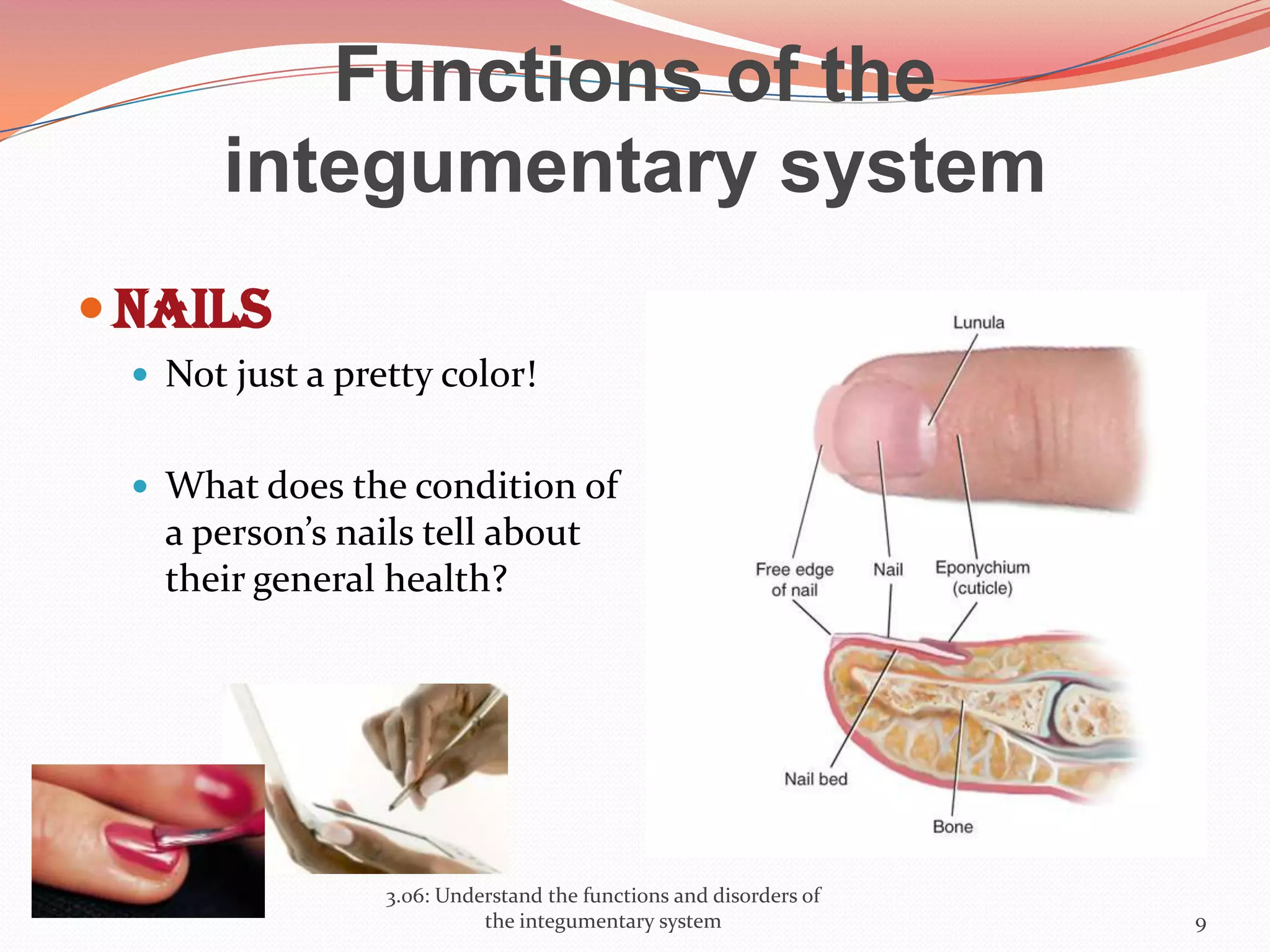 Functions of the
integumentary system
 Nails
 Not just a pretty color!
 What does the condition of
a person’s nails tell about
their general health?
3.06: Understand the functions and disorders of
the integumentary system 9
 