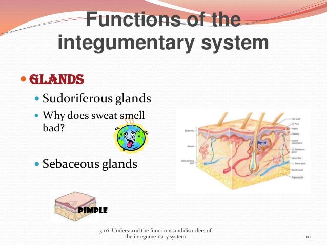 Functions and disorders of the Integumentary System