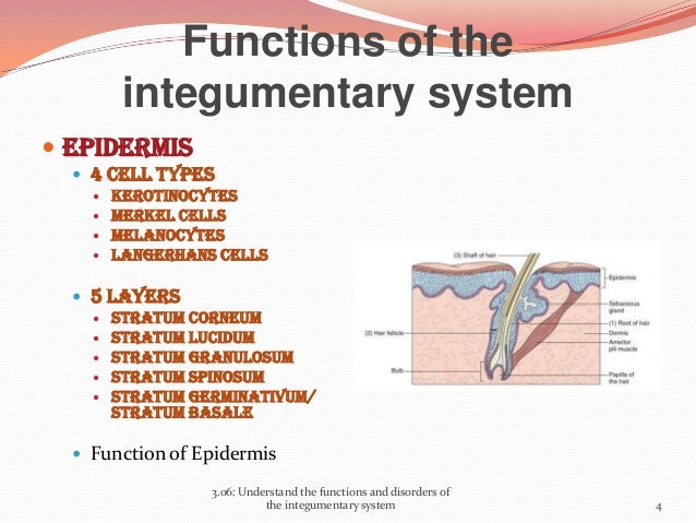 Main Functions Of The Integumentary System - slide share