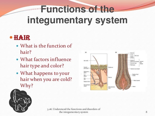 Functions and disorders of the Integumentary System