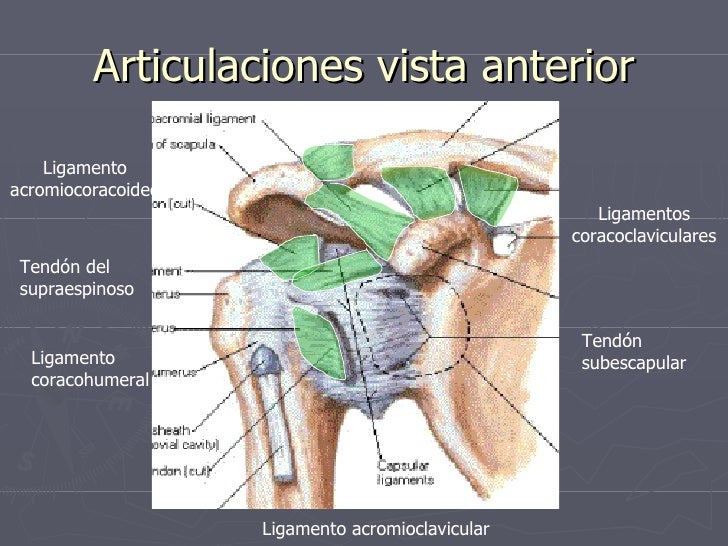 anatomia de brazo y hombro