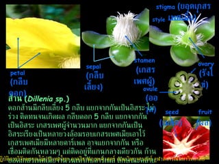 ส้าน  ( Dillenia  sp.) ดอกส้านมีกลีบเลี้ยง  5  กลีบ แยกจากกันเป็นอิสระ ไม่ร่วง ติดทนจนเกิดผล กลีบดอก  5  กลีบ แยกจากกันเป็นอิสระ เกสรเพศผู้จำนวนมาก แยกจากกันเป็นอิสระเรียงเป็นหลายวงล้อมรอบเกสรเพศเมียเอาไว้ เกสรเพศเมียมีหลายคาร์เพล อาจแยกจากกัน หรือเชื่อมติดกันหลวมๆ แต่ติดอยู่ที่แกนกลางเดียวกัน ก้านยอดเกสรเพศเมียจำนวนเท่ากับคาร์เพล ลักษณะคล้ายเกสรเพศผู้ รังไข่เหนือวงกลีบ  ลิขสิทธิ์ของหน่วยปฏิบัติการวิจัยพรรณไม้ประเทศไทย ภาควิชาพฤกษศาสตร์ คณะวิทยาศาสตร์ จุฬาลงกรณ์มหาวิทยาลัย sepal  ( กลีบเลี้ยง )   petal  ( กลีบดอก )   stigma   ( ยอดเกสรเพศเมีย )   stamen   ( เกสรเพศผู้ )   ovule  ( ออวุล )   ovary   ( รังไข่ )   fruit   ( ผล )   seed   ( เมล็ด )   style   
