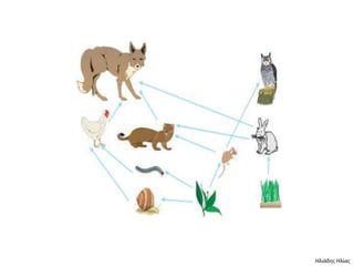 Ηλιάδης Ηλίας
 