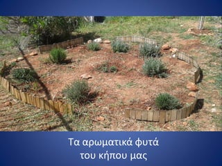 Τα αρωματικά φυτά
του κιπου μασ
 