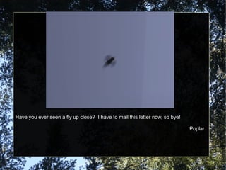 Have you ever seen a fly up close?  I have to mail this letter now, so bye! Poplar 