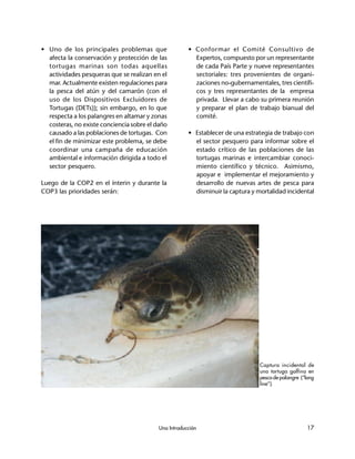 Una Introducción 17
• Uno de los principales problemas que
afecta la conservación y protección de las
tortugas marinas son todas aquellas
actividades pesqueras que se realizan en el
mar. Actualmente existen regulaciones para
la pesca del atún y del camarón (con el
uso de los Dispositivos Excluidores de
Tortugas (DETs)); sin embargo, en lo que
respecta a los palangres en altamar y zonas
costeras, no existe conciencia sobre el daño
causado a las poblaciones de tortugas. Con
el fin de minimizar este problema, se debe
coordinar una campaña de educación
ambiental e información dirigida a todo el
sector pesquero.
Luego de la COP2 en el ínterin y durante la
COP3 las prioridades serán:
• Conformar el Comité Consultivo de
Expertos, compuesto por un representante
de cada País Parte y nueve representantes
sectoriales: tres provenientes de organi-
zaciones no-gubernamentales, tres científi-
cos y tres representantes de la empresa
privada. Llevar a cabo su primera reunión
y preparar el plan de trabajo bianual del
comité.
• Establecer de una estrategia de trabajo con
el sector pesquero para informar sobre el
estado crítico de las poblaciones de las
tortugas marinas e intercambiar conoci-
miento científico y técnico. Asimismo,
apoyar e implementar el mejoramiento y
desarrollo de nuevas artes de pesca para
disminuir la captura y mortalidad incidental
Captura incidental de
una tortuga golfina en
pesca de palangre (“long
line”).
 