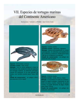 Una Introducción 19
VII. Especies de tortugas marinas
del Continente Americano
Ilustraciones: Defenders of Wildlife / Juan Carlos Cantú
Especie: Caretta caretta
Nombre común: cabezona, caguama
Biología: desova principalmente en zonas
subtropicales. Se alimenta principalmente
de crustáceos y moluscos. Puede pesar hasta
180 kg en el Atlántico occidental.
Estado de conservación: en peligro de
extinción (EN A1abd)*
Especie: Chelonia mydas
Nombre común: verde, blanca, negra
Biología: se encuentra en todos los océanos.
Juega un papel ecológico importante en las
áreas de pasto marino. Además de pasto
marino, se puede alimentar de algas. Puede
pesar hasta 230 kg.
Estado de conservación: en peligro de
extinción (CR A1bd)*
Especie: Dermochelys coriacea
Nombre común: laúd, baula
Biología: vive en zonas pelágicas y tiene la
distribución más amplia de todas las especies
de tortugas marinas. Se alimenta principal-
mente de medusas. Es la más grande de
todas; una hembra puede pesar hasta 500
kg.
Estado de conservación: en peligro crítico
de extinción (CR A1abd)*
Una Introducción 19
 