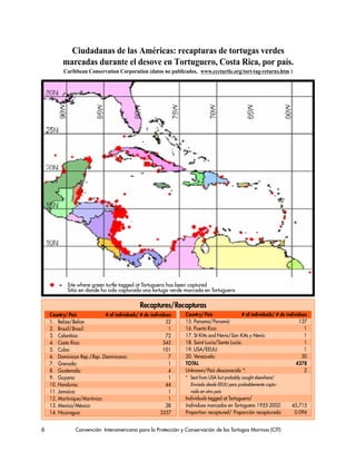 6 Convención Interamericana para la Protección y Conservación de las Tortugas Marinas (CIT)
= Site where green turtle tagged at Tortuguero has been captured
Sitio en donde ha sido capturada una tortuga verde marcada en Tortuguero
Country/País # of individuals/ # de individuos
1. Belize/Belice: 32
2. Brazil/Brasil: 1
3. Colombia: 72
4. Costa Rica: 345
5. Cuba: 101
6. Dominican Rep./Rep. Dominicana: 7
7. Grenada: 1
8. Guatemala: 4
9. Guyana: 1
10. Honduras: 44
11. Jamaica: 1
12. Martinique/Martinica: 1
13. Mexico/México: 38
14. Nicaragua: 3557
Country/País # of individuals/ # de individuos
15. Panama/Panamá: 137
16. Puerto Rico: 1
17. St Kitts and Nevis/San Kitts y Nevis: 1
18. Saint Lucia/Santa Lucia: 1
19. USA/EEUU: 1
20. Venezuela: 30
TOTAL 4378
Unknown/País desconocido *: 2
* Sent from USA but probably caught elsewhere/
Enviado desde EEUU pero probablemente captu-
rada en otro país
Individuals tagged at Tortuguero/
Individuos marcados en Tortuguero 1955-2002: 45,715
Proportion recaptured/ Proporción recapturada: 0.096
Recaptures/Recapturas
Ciudadanas de las Américas: recapturas de tortugas verdes
marcadas durante el desove en Tortuguero, Costa Rica, por país.
Caribbean Conservation Corporation (datos no publicados, www.cccturtle.org/tort-tag-returns.htm )
 