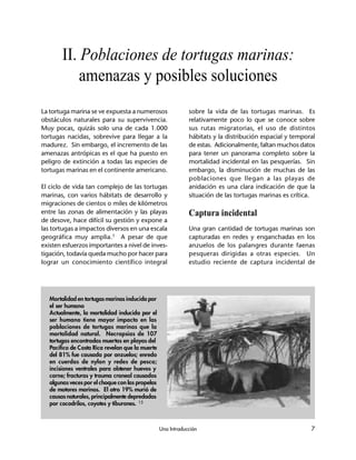 Una Introducción 7
La tortuga marina se ve expuesta a numerosos
obstáculos naturales para su supervivencia.
Muy pocas, quizás solo una de cada 1.000
tortugas nacidas, sobrevive para llegar a la
madurez. Sin embargo, el incremento de las
amenazas antrópicas es el que ha puesto en
peligro de extinción a todas las especies de
tortugas marinas en el continente americano.
El ciclo de vida tan complejo de las tortugas
marinas, con varios hábitats de desarrollo y
migraciones de cientos o miles de kilómetros
entre las zonas de alimentación y las playas
de desove, hace difícil su gestión y expone a
las tortugas a impactos diversos en una escala
geográfica muy amplia.1 A pesar de que
existen esfuerzos importantes a nivel de inves-
tigación, todavía queda mucho por hacer para
lograr un conocimiento científico integral
sobre la vida de las tortugas marinas. Es
relativamente poco lo que se conoce sobre
sus rutas migratorias, el uso de distintos
hábitats y la distribución espacial y temporal
de estas. Adicionalmente, faltan muchos datos
para tener un panorama completo sobre la
mortalidad incidental en las pesquerías. Sin
embargo, la disminución de muchas de las
poblaciones que llegan a las playas de
anidación es una clara indicación de que la
situación de las tortugas marinas es crítica.
Captura incidental
Una gran cantidad de tortugas marinas son
capturadas en redes y enganchadas en los
anzuelos de los palangres durante faenas
pesqueras dirigidas a otras especies. Un
estudio reciente de captura incidental de
II. Poblaciones de tortugas marinas:
amenazas y posibles soluciones
Mortalidad en tortugas marinas inducida por
el ser humano
Actualmente, la mortalidad inducida por el
ser humano tiene mayor impacto en las
poblaciones de tortugas marinas que la
mortalidad natural. Necropsias de 107
tortugas encontradas muertas en playas del
Pacífico de Costa Rica revelan que la muerte
del 81% fue causada por anzuelos; enredo
en cuerdas de nylon y redes de pesca;
incisiones ventrales para obtener huevos y
carne; fracturas y trauma craneal causados
algunas veces por el choque con las propelas
de motores marinos. El otro 19% murió de
causas naturales, principalmente depredadas
por cocodrilos, coyotes y tiburones. 15
 