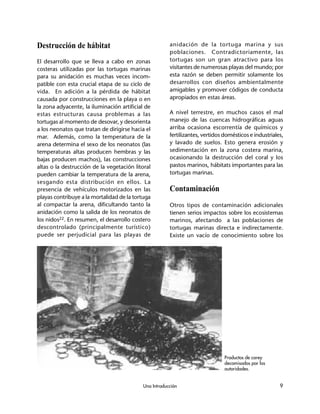 Una Introducción 9
Destrucción de hábitat
El desarrollo que se lleva a cabo en zonas
costeras utilizadas por las tortugas marinas
para su anidación es muchas veces incom-
patible con esta crucial etapa de su ciclo de
vida. En adición a la pérdida de hábitat
causada por construcciones en la playa o en
la zona adyacente, la iluminación artificial de
estas estructuras causa problemas a las
tortugas al momento de desovar, y desorienta
a los neonatos que tratan de dirigirse hacia el
mar. Además, como la temperatura de la
arena determina el sexo de los neonatos (las
temperaturas altas producen hembras y las
bajas producen machos), las construcciones
altas o la destrucción de la vegetación litoral
pueden cambiar la temperatura de la arena,
sesgando esta distribución en ellos. La
presencia de vehículos motorizados en las
playas contribuye a la mortalidad de la tortuga
al compactar la arena, dificultando tanto la
anidación como la salida de los neonatos de
los nidos22. En resumen, el desarrollo costero
descontrolado (principalmente turístico)
puede ser perjudicial para las playas de
anidación de la tortuga marina y sus
poblaciones. Contradictoriamente, las
tortugas son un gran atractivo para los
visitantes de numerosas playas del mundo; por
esta razón se deben permitir solamente los
desarrollos con diseños ambientalmente
amigables y promover códigos de conducta
apropiados en estas áreas.
A nivel terrestre, en muchos casos el mal
manejo de las cuencas hidrográficas aguas
arriba ocasiona escorrentía de químicos y
fertilizantes, vertidos domésticos e industriales,
y lavado de suelos. Esto genera erosión y
sedimentación en la zona costera marina,
ocasionando la destrucción del coral y los
pastos marinos, hábitats importantes para las
tortugas marinas.
Contaminación
Otros tipos de contaminación adicionales
tienen serios impactos sobre los ecosistemas
marinos, afectando a las poblaciones de
tortugas marinas directa e indirectamente.
Existe un vacío de conocimiento sobre los
Productos de carey
decomisados por las
autoridades.
 