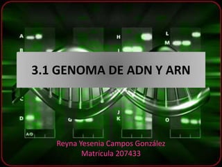 3.1 GENOMA DE ADN Y ARN




   Reyna Yesenia Campos González
          Matrícula 207433
 