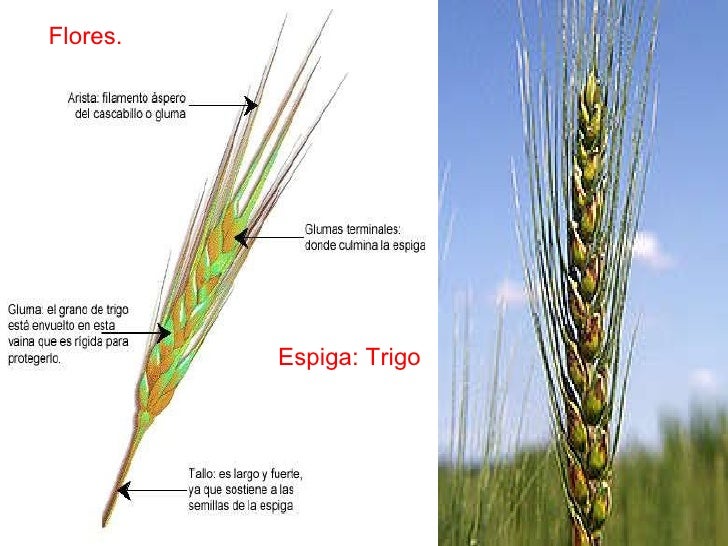 3.1. gramíneas