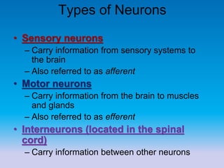 Types of Neurons
• Sensory neurons
– Carry information from sensory systems to
the brain
– Also referred to as afferent
• Motor neurons
– Carry information from the brain to muscles
and glands
– Also referred to as efferent
• Interneurons (located in the spinal
cord)
– Carry information between other neurons
 
