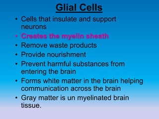 Glial Cells
• Cells that insulate and support
neurons
• Creates the myelin sheath
• Remove waste products
• Provide nourishment
• Prevent harmful substances from
entering the brain
• Forms white matter in the brain helping
communication across the brain
• Gray matter is un myelinated brain
tissue.
 