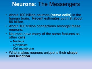 Neurons: The Messengers
• About 100 billion neurons (nerve cells) in the
human brain. Recent estimates put it at about
86 billion.
• About 100 trillion connections amongst these
neurons.
• Neurons have many of the same features as
other cells
– Nucleus
– Cytoplasm
– Cell membrane
• What makes neurons unique is their shape
and function
 