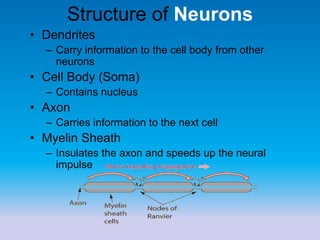 Structure of Neurons
• Dendrites
– Carry information to the cell body from other
neurons
• Cell Body (Soma)
– Contains nucleus
• Axon
– Carries information to the next cell
• Myelin Sheath
– Insulates the axon and speeds up the neural
impulse
 