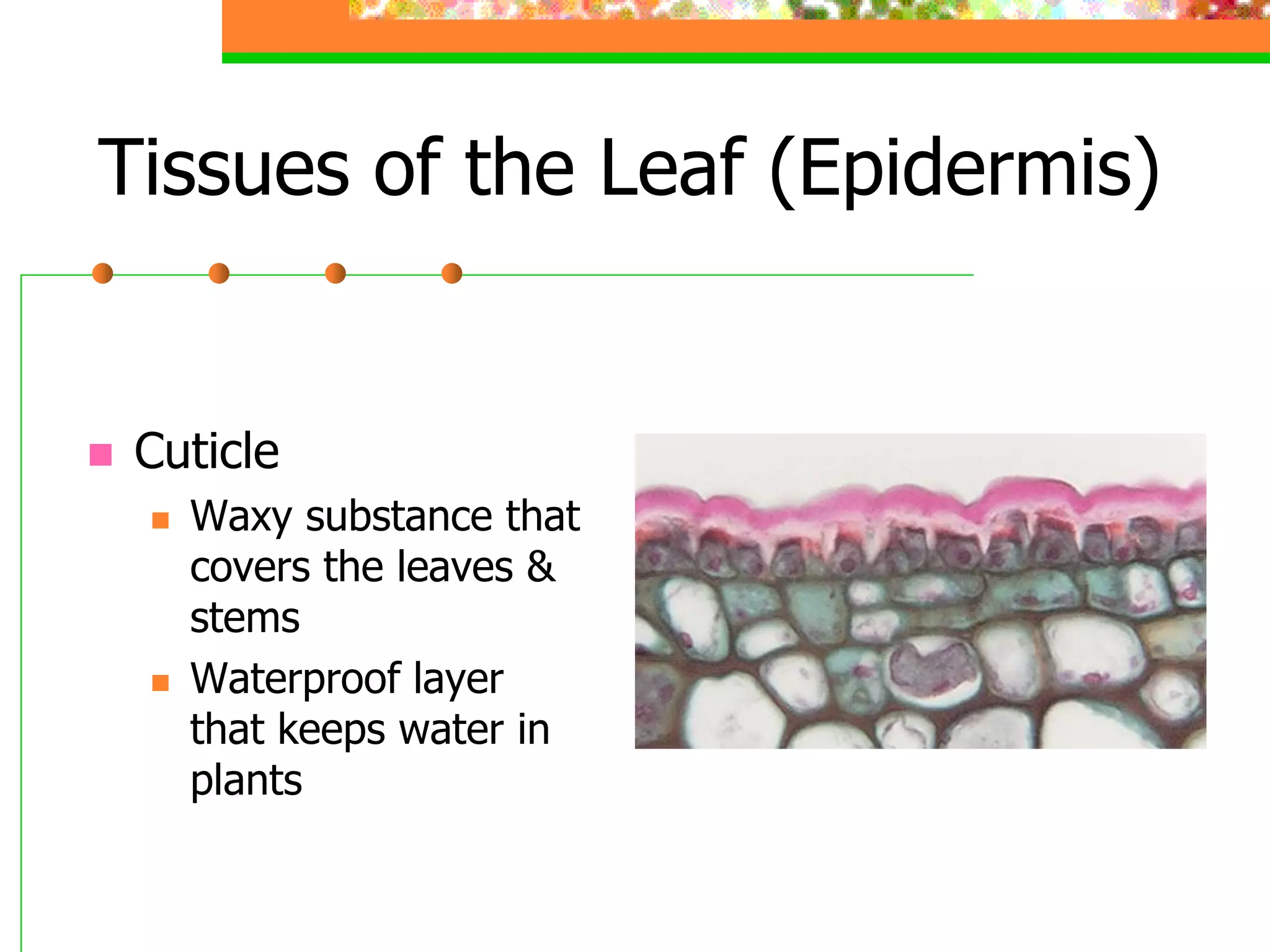 3 1-plant structural anatomy and physiology | PDF
