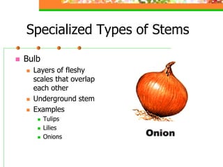 3 1-plant structural anatomy and physiology | PDF