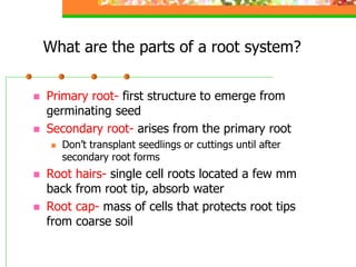3 1-plant structural anatomy and physiology | PDF